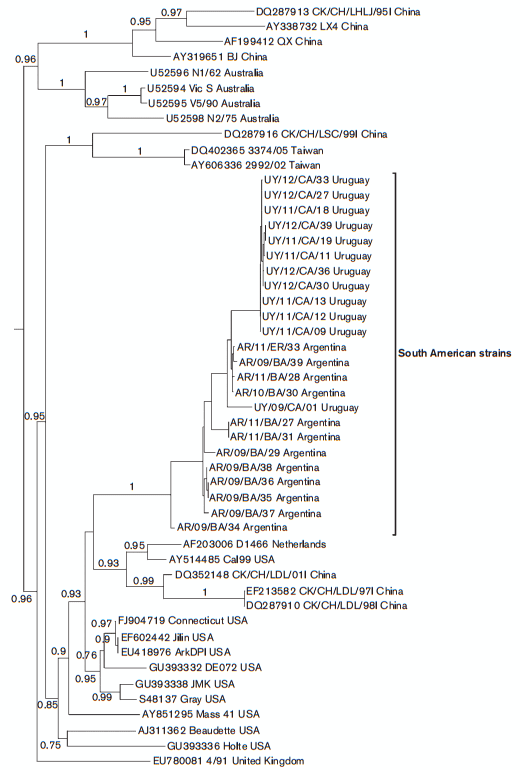 Phylodynamic analysis of avian infectious bronchitis virus in South America - Image 4