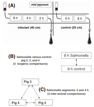 Transcription networks responsible for early regulation of Salmonella-induced inflammation in the jejunum of pigs - Image 1