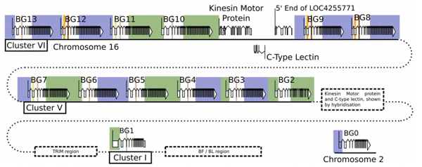 Sequence of a Complete Chicken BG Haplotype Shows Dynamic Expansion and Contraction of Two Gene Lineages with Particular Expression Patterns - Image 11
