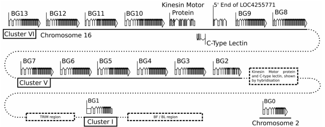 Sequence of a Complete Chicken BG Haplotype Shows Dynamic Expansion and Contraction of Two Gene Lineages with Particular Expression Patterns - Image 1