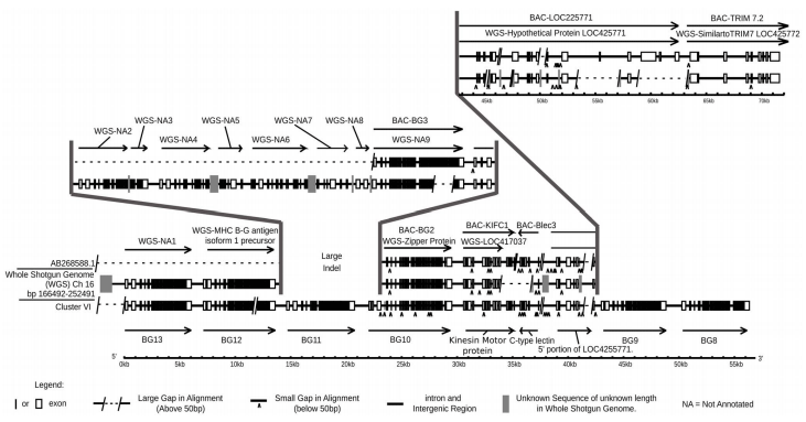 Sequence of a Complete Chicken BG Haplotype Shows Dynamic Expansion and Contraction of Two Gene Lineages with Particular Expression Patterns - Image 12