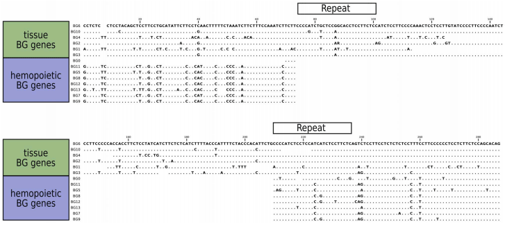 Sequence of a Complete Chicken BG Haplotype Shows Dynamic Expansion and Contraction of Two Gene Lineages with Particular Expression Patterns - Image 8