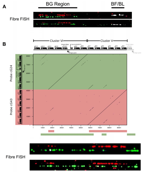 Sequence of a Complete Chicken BG Haplotype Shows Dynamic Expansion and Contraction of Two Gene Lineages with Particular Expression Patterns - Image 4
