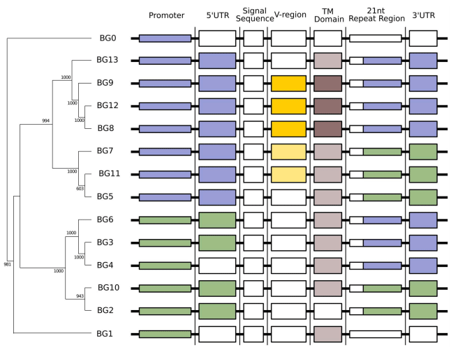 Sequence of a Complete Chicken BG Haplotype Shows Dynamic Expansion and Contraction of Two Gene Lineages with Particular Expression Patterns - Image 5