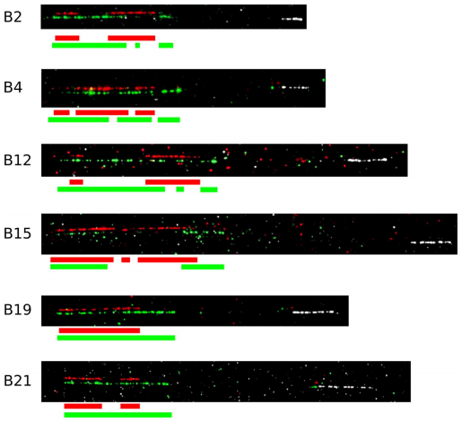 Sequence of a Complete Chicken BG Haplotype Shows Dynamic Expansion and Contraction of Two Gene Lineages with Particular Expression Patterns - Image 14