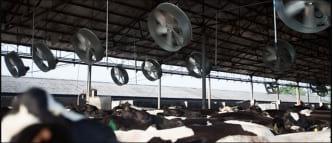 Minimize heat stress to maximize milk production and quality - Image 3
