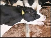 Minimize heat stress to maximize milk production and quality - Image 1