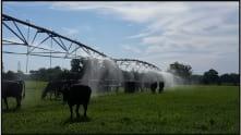 Minimize heat stress to maximize milk production and quality - Image 2