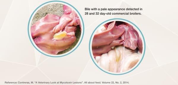 Mycotoxin Lesions in the Slaughter House-Broilers - Image 8