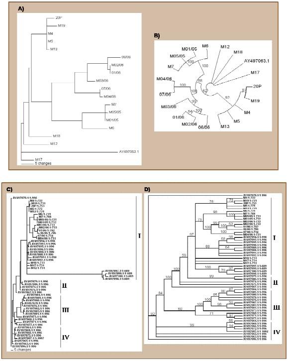 Avian influenza: genetic evolution under vaccination pressure - Image 1