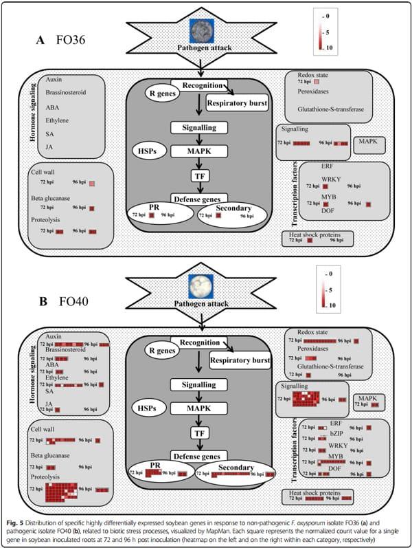 Transcriptome profiling of soybean (Glycine max) roots challenged with pathogenic and non-pathogenic isolates of Fusarium oxysporum - Image 5
