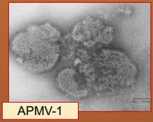 Testing for Avian Paramyxovirus-1 (Newcastle Disease) in Resident Passerines of Vicksburg National Military Park - Image 4