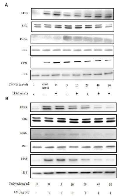 Cordyceps militaris hot water extract inhibits lipopolysaccharide-induced inflammatory response in porcine alveolar macrophages by regulation of mitogen-activated protein kinase signaling pathway - Image 5
