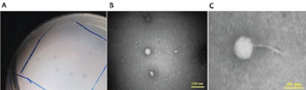Prophylactic Bacteriophage Administration More Effective than Post-infection Administration in Reducing Salmonella entérica serovar Enteritidis Shedding in Quail - Image 3
