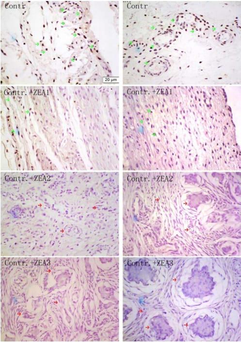 Zearalenone Altered the Serum Hormones, Morphologic and Apoptotic Measurements of Genital Organs in Post-weaning Gilts - Image 6