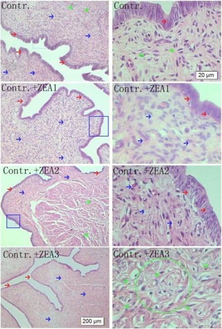 Zearalenone Altered the Serum Hormones, Morphologic and Apoptotic Measurements of Genital Organs in Post-weaning Gilts - Image 5