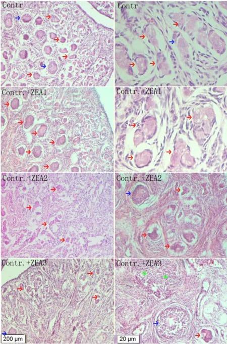 Zearalenone Altered the Serum Hormones, Morphologic and Apoptotic Measurements of Genital Organs in Post-weaning Gilts - Image 4