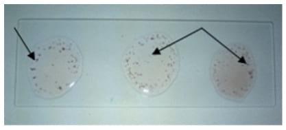 Development of slide micro-agglutination system for the rapid diagnosis of Salmonella infection in the chicken - Image 1