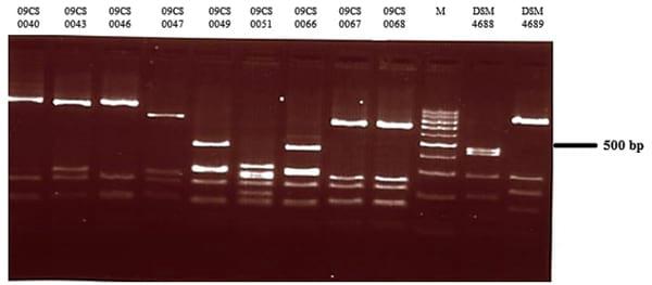 Genotyping and antibiotic resistance of thermophilic Campylobacter isolated from chicken and pig meat in Vietnam - Image 3