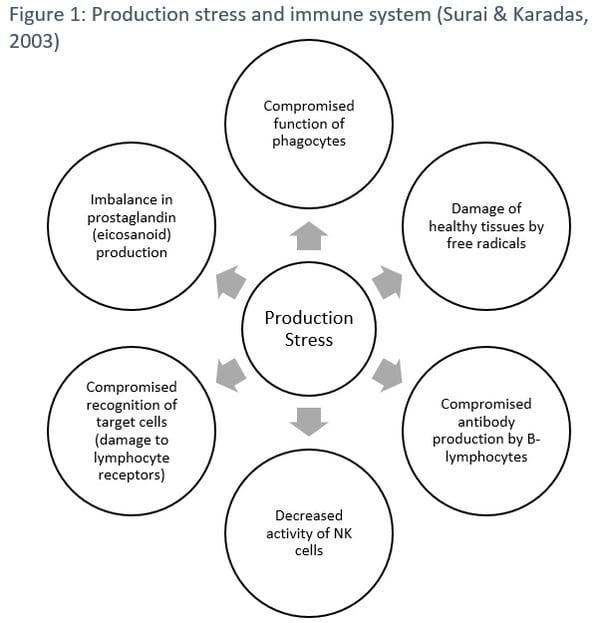 Production stress: consequence of high performance - Image 1