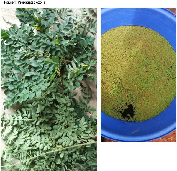 Studies on Growth Performance, Nutrient Utilization, and Heamatological Characteristics of Broiler Chickens Fed Different Levels of Azolla - Moringa Olifera Mixture - Image 9