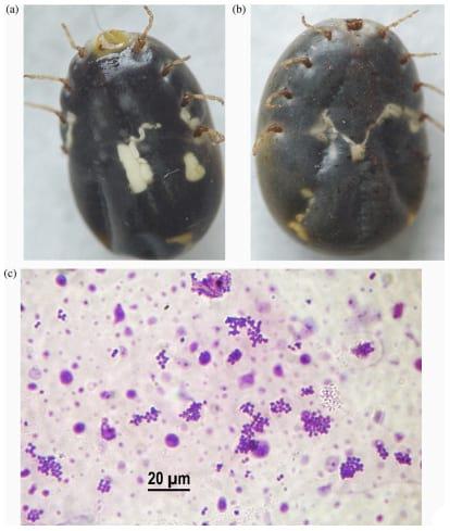 Staphylococcus saprophyticus is a pathogen of the cattle tick Rhipicephalus (Boophilus) microplus - Image 1