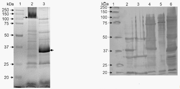 Outer membrane vesicles of Pasteurella multocida contain virulence factors - Image 3