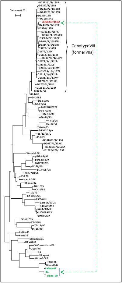 First phylogenetic analysis of new Newcastle virus strain isolates in Algeria - Image 1