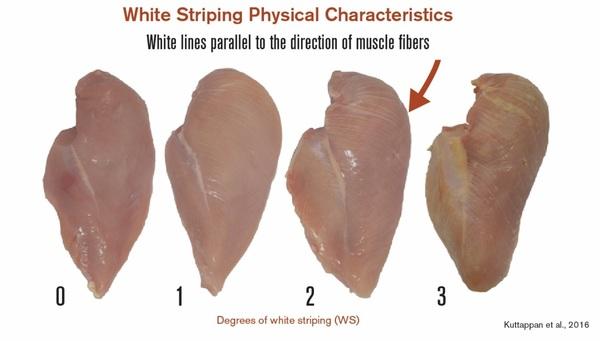 Reduce Woody Breast and White Striping in Poultry Meat with Dietary Approach - Image 3