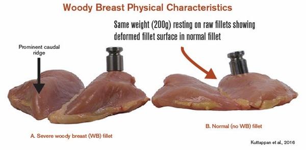 Reduce Woody Breast and White Striping in Poultry Meat with Dietary Approach - Image 2