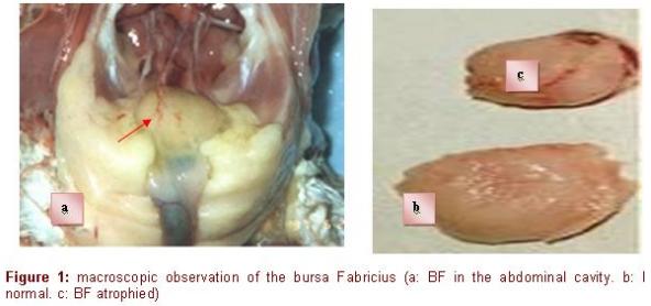 Diagnosis of chicken Gumboro disease by histopathological study of the bursa of Fabricius - Image 1