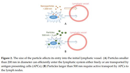 Synthetic Biodegradable Microparticle and Nanoparticle Vaccines against the Respiratory Syncytial Virus - Image 2