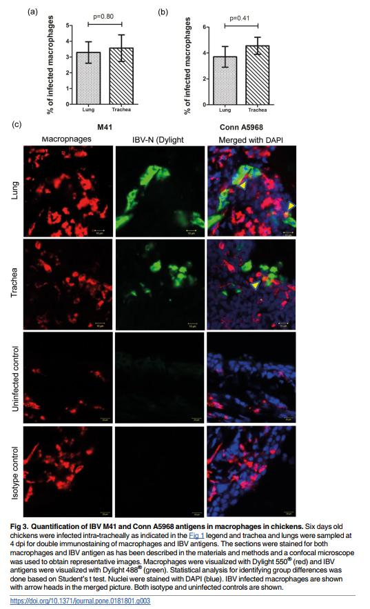 Infectious bronchitis corona virus establishes productive infection in avian macrophages interfering with selected antimicrobial functions - Image 3