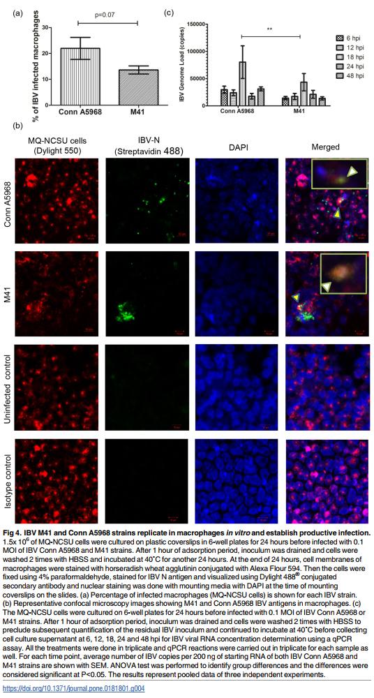 Infectious bronchitis corona virus establishes productive infection in avian macrophages interfering with selected antimicrobial functions - Image 4
