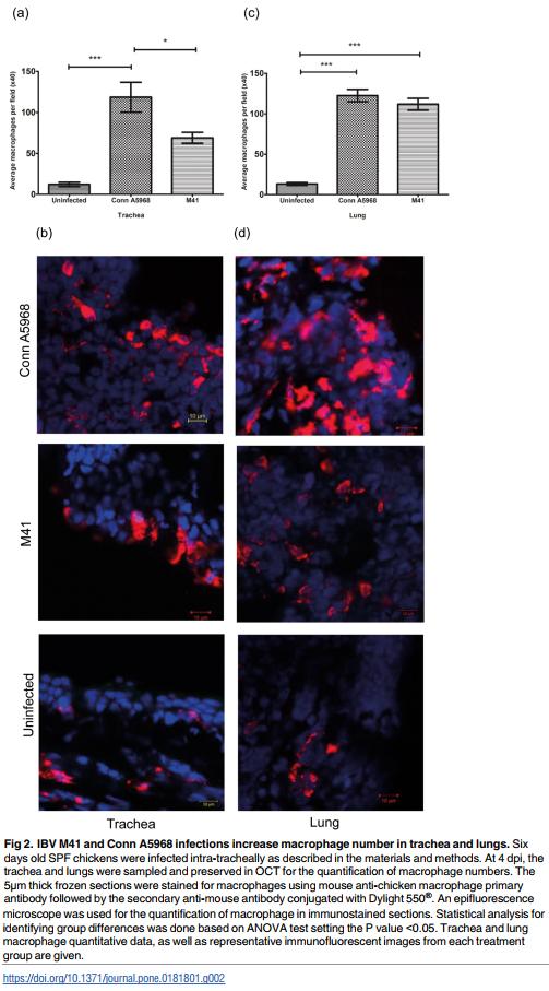 Infectious bronchitis corona virus establishes productive infection in avian macrophages interfering with selected antimicrobial functions - Image 2