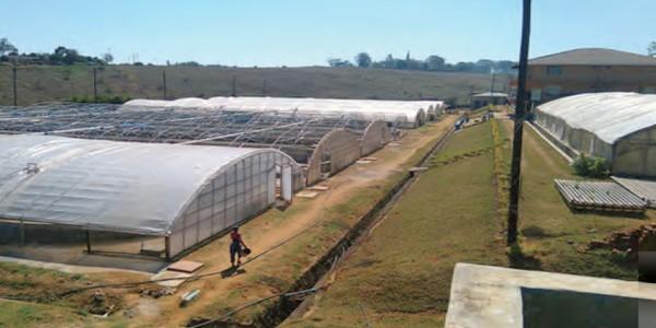 Large-Scale Biofloc Tank Culture of Tilapia in Malawi – a Technical Success Story - Image 3