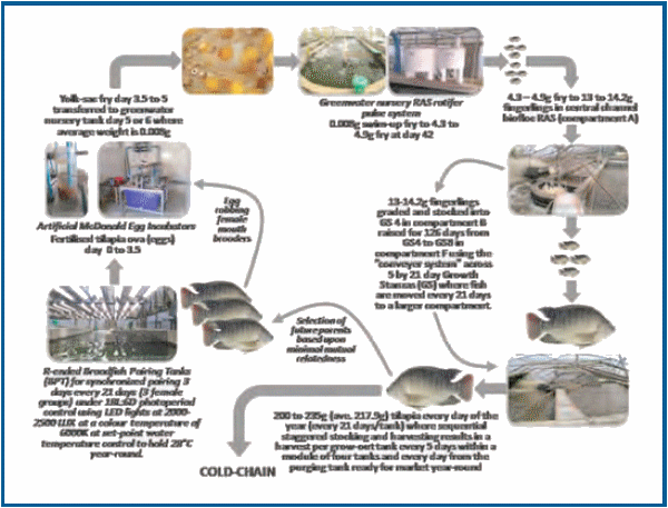 Large-Scale Biofloc Tank Culture of Tilapia in Malawi – a Technical Success Story - Image 4