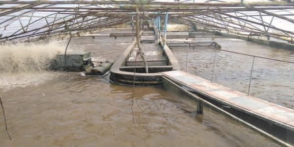Large-Scale Biofloc Tank Culture of Tilapia in Malawi – a Technical Success Story - Image 5