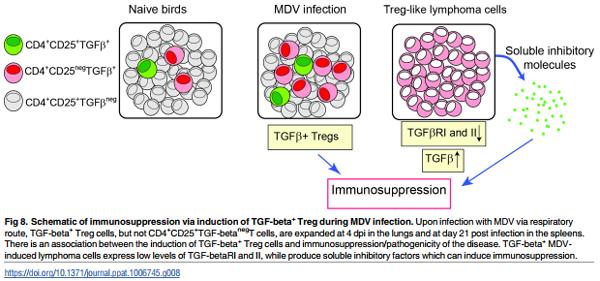 Association of Marek’s Disease induced immunosuppression with activation of a novel regulatory T cells in chickens - Image 8