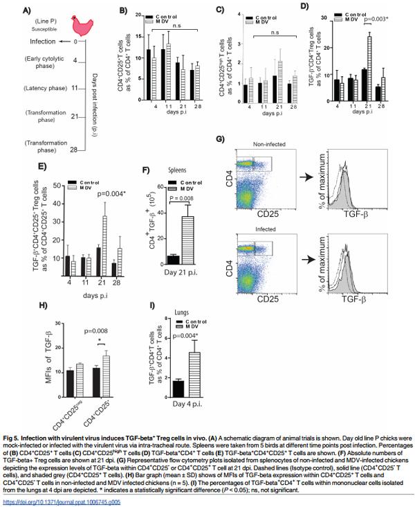 Association of Marek’s Disease induced immunosuppression with activation of a novel regulatory T cells in chickens - Image 5