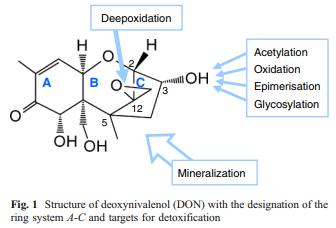 Biological detoxification of the mycotoxin deoxynivalenol and its use in genetically engineered crops and feed additives - Image 1