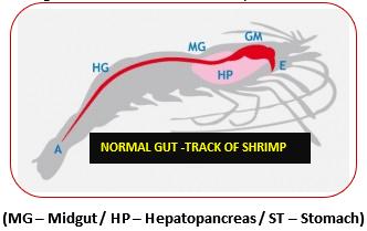 Functionary Properties of Hepatopancreas in Shrimp & Its Protection for Success of Culture - Image 1