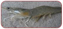 Functionary Properties of Hepatopancreas in Shrimp & Its Protection for Success of Culture - Image 7
