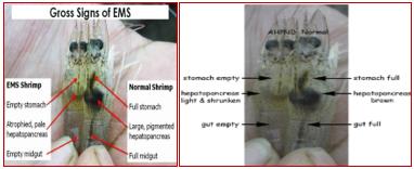 Functionary Properties of Hepatopancreas in Shrimp & Its Protection for Success of Culture - Image 5