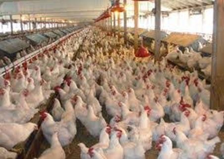 Poultry House Ventilation - Image 3