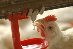 Water in Poultry Farms - Image 3