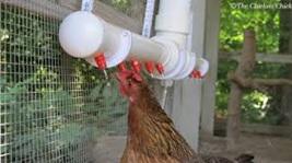 Water in Poultry Farms - Image 4