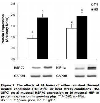 Heat Stress Reduces Intestinal Barrier Integrity and Favors Intestinal Glucose Transport in Growing Pigs - Image 10