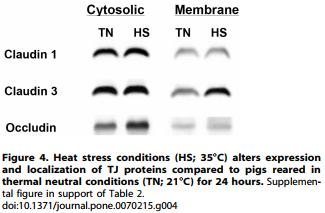 Heat Stress Reduces Intestinal Barrier Integrity and Favors Intestinal Glucose Transport in Growing Pigs - Image 4