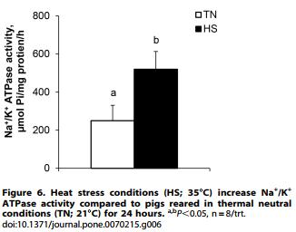Heat Stress Reduces Intestinal Barrier Integrity and Favors Intestinal Glucose Transport in Growing Pigs - Image 8
